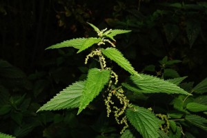 stinging-nettle-432331_640