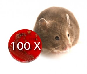 vaccine_flu_100_times_mice