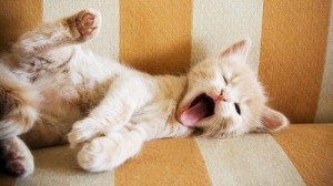 cat-cute-kitty-yawn-yawnkitten-Favim.com-86652