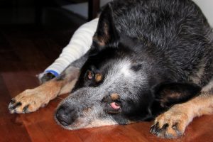 Cattle_Dog_with_injured_leg-1024x682