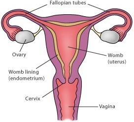 female reproductive system 2