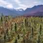 Research Traces Cannabis Plant Origins to the Tibetan Plateau 28 Million Years Ago