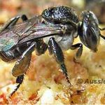 HOW TO CARE FOR YOUR NEST OF AUSTRALIAN STINGLESS BEES