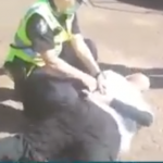“DISGUSTING” QLD POLICE STATE THUGS ARREST A SICK ELDERLY MAN FOR NOT MASKING WHILE EXERCISING