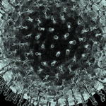 THE CORONA VIRUS IS JUST A CONCEPT THAT ONLY EXISTS ON PAPER