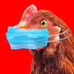 The Bird Flu Hoax is being Recycled Again to Create Fear and More Profits for Big Pharma