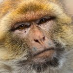 Another Day, Another Hoax – Monkeypox, Monkey Mockery