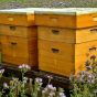 Beehives, herbal gardens and more: 8 Useful prepper projects to try before SHTF