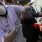 Scientists call for mass vaccination of poultry birds to ‘stop H5N1’